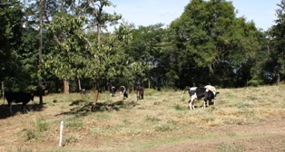 vacas